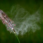 Grass-Pollen