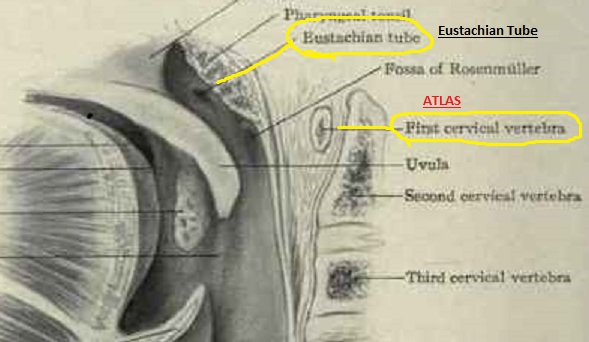 eustation tube and atlas