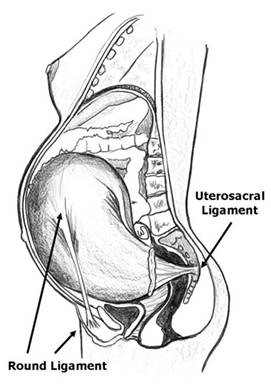 round lig uterosacral diagram