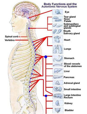 chiropractic spine model