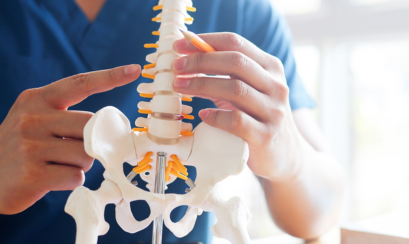 pesron pointing at a model of a spine