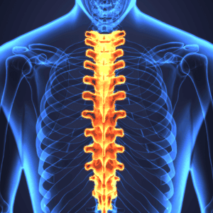 Diagram of the Upper Body Highlighting the Spine