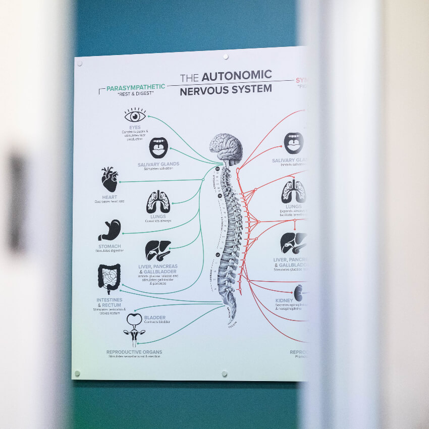 nervous system poster