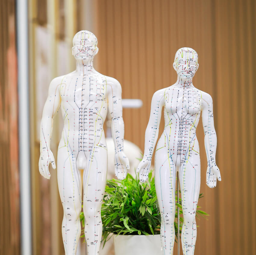nervous system models