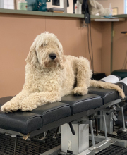 Oliver, Carbondale Chiropractic Center dog