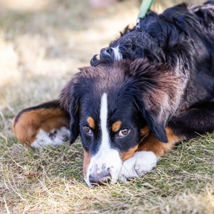 Loki