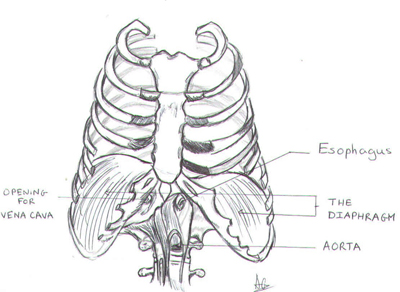 diaphragm image