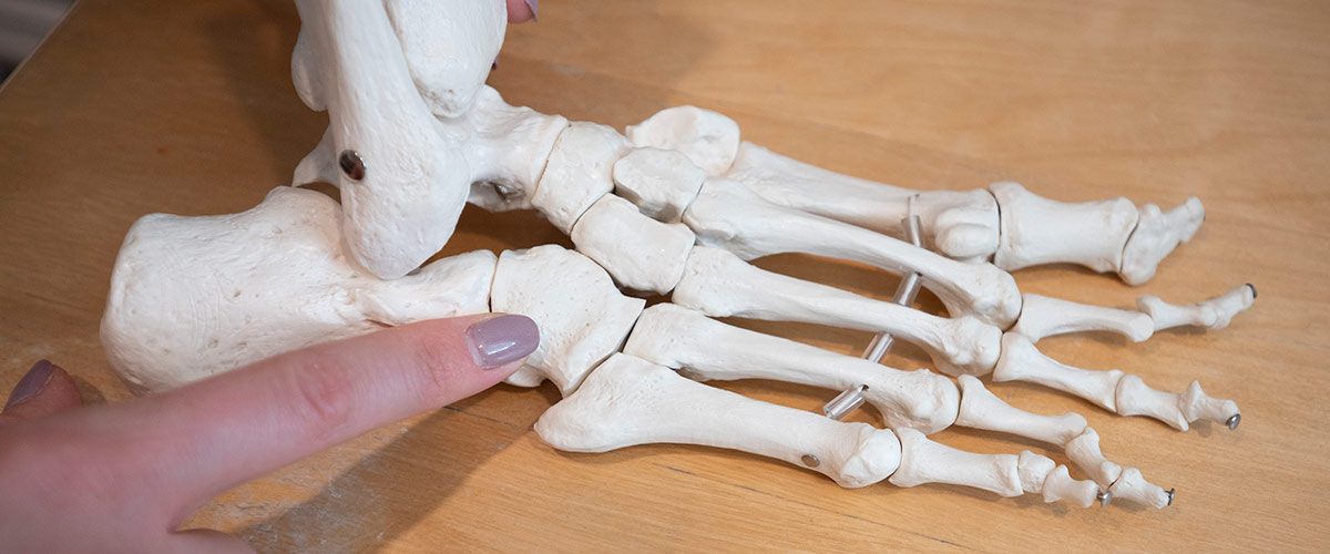 model of foot bones