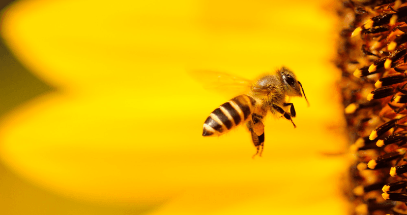 Bees honey Alternatives to organic maltodextrin