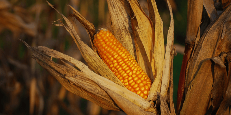 corn is a typical source for organic maltodextrin