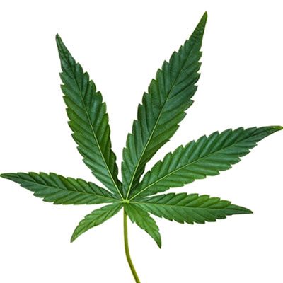 marijuana leaf