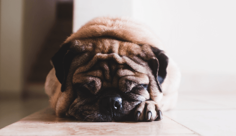 organic maltodextrin side effects - sick dog