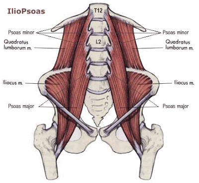 relieve hip pain,low back pain,posture health,Psoas tightness