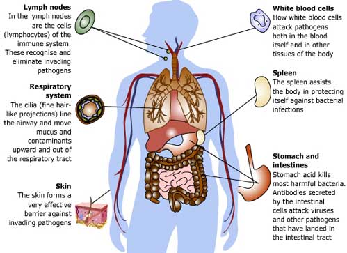 blank immune system diagram