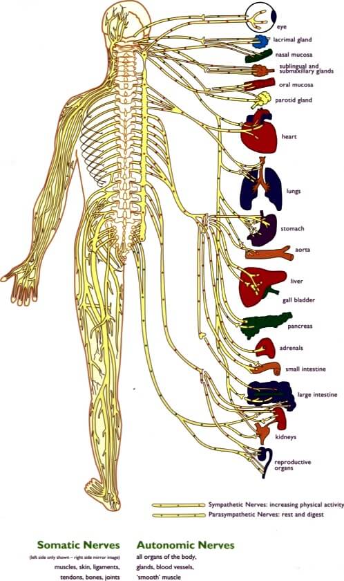 ANS_spinal nerves