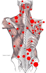 733 × 1156