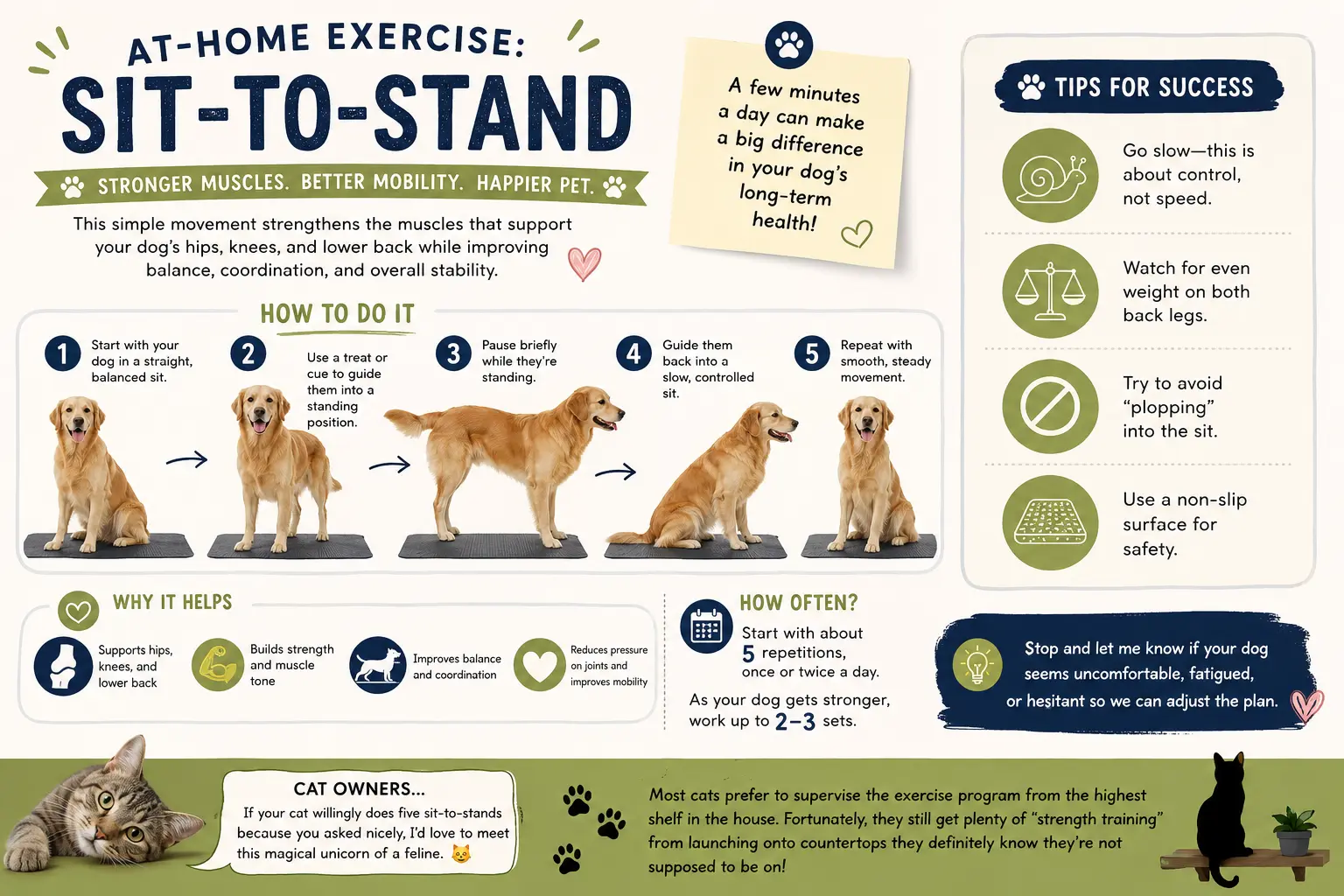 Sit-to-stand at-home exercise steps for dogs