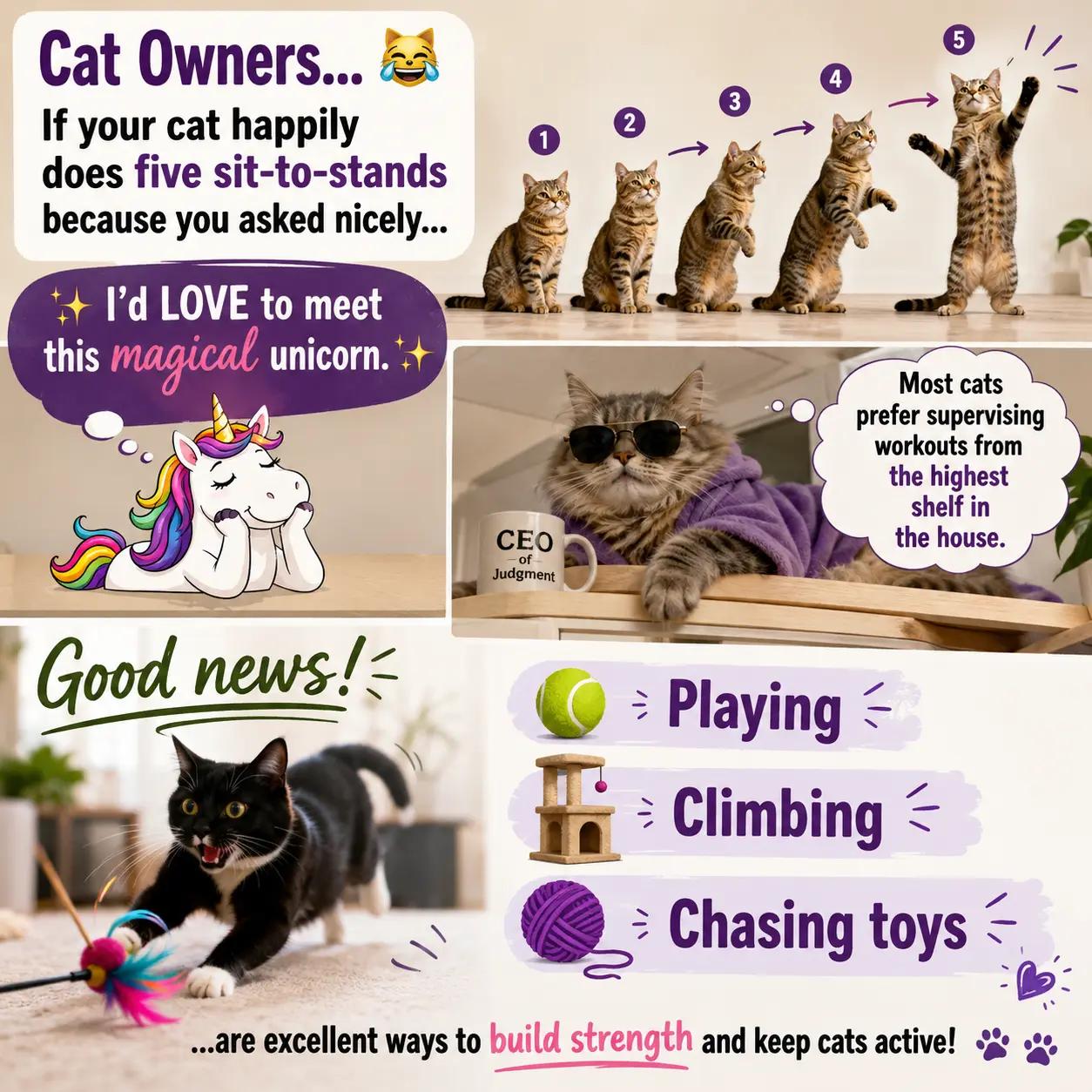 Cat owners sit-to-stand humor infographic