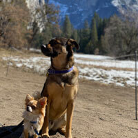 Big and little dog on beach