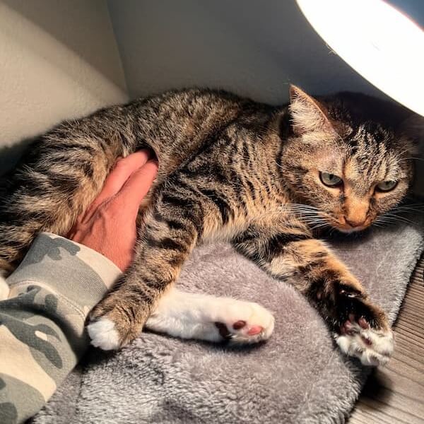 Pet cat