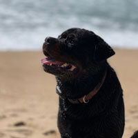 Charlie on the beach