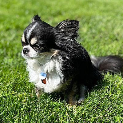 Chihuahua Dog Ernest