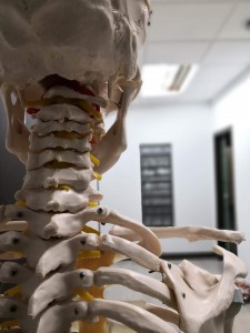 Multidisciplinary Care at Movement Chiropractic 