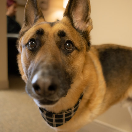 Max the office dog looking adorable