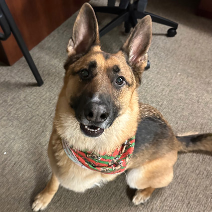 Max the Office Dog
