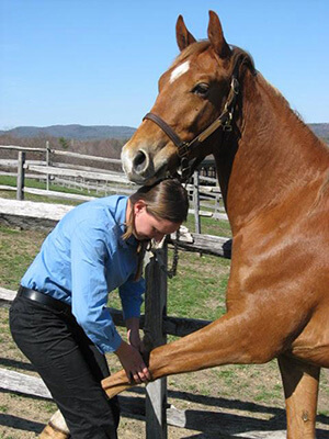 horse-leg-adjustment