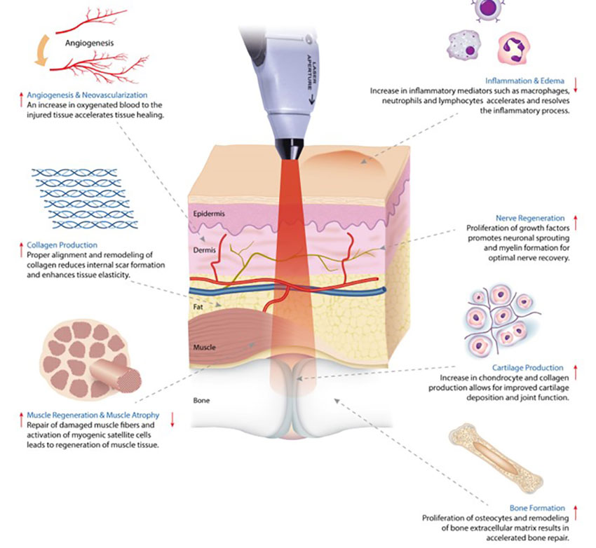 bioflex graphic