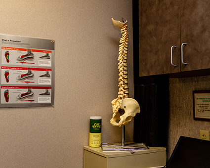 Model of spine in office
