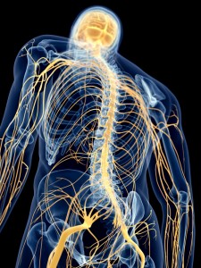 The importance of the Nervous System