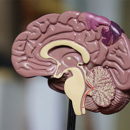 model of a brain