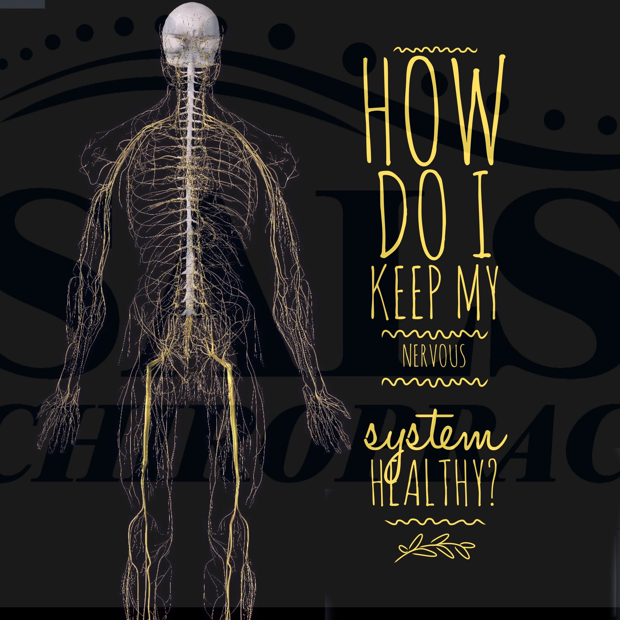 How Do I Keep My Nervous System Healthy Salse Chiropractic