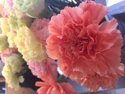 Photo of flowers