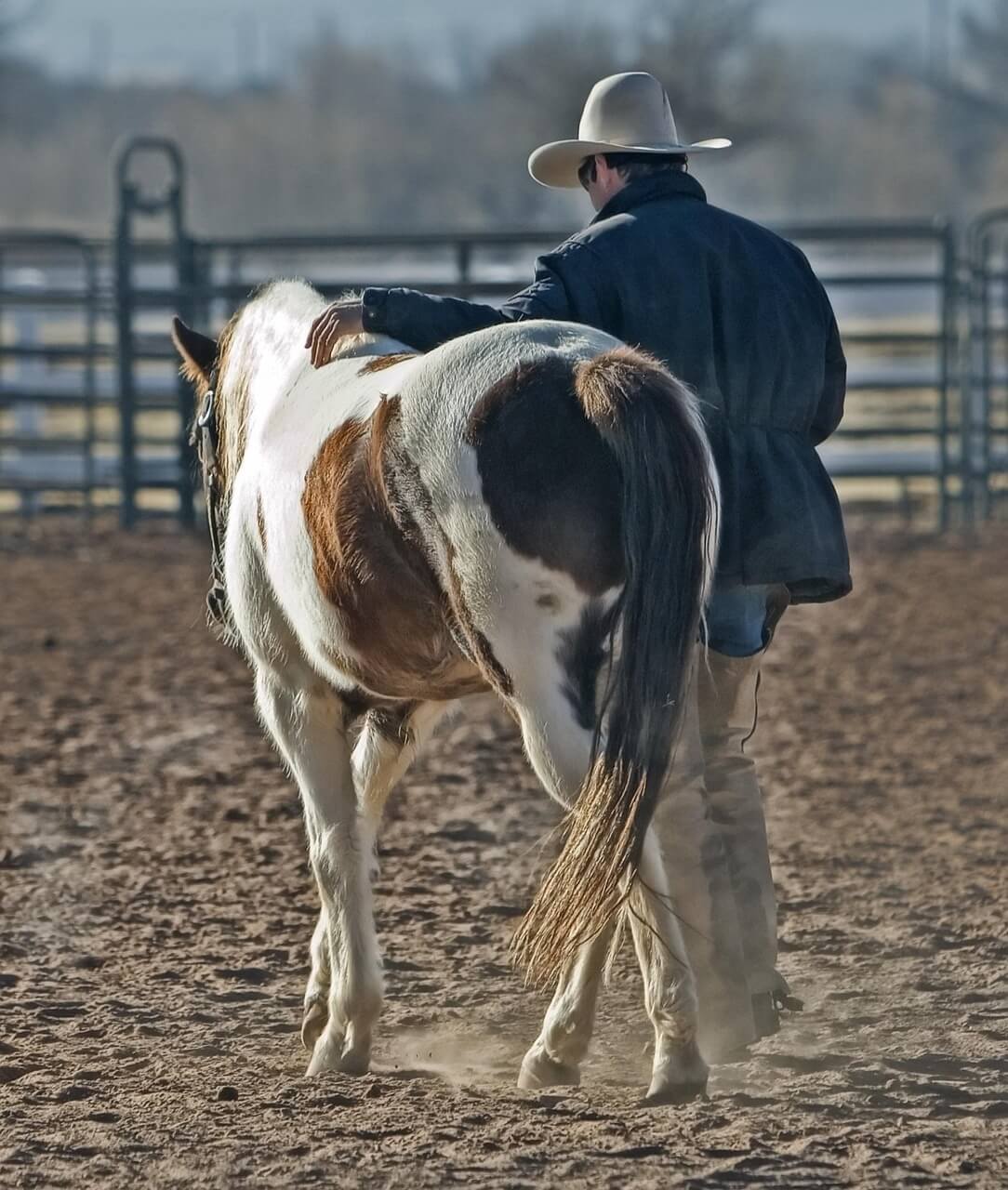 cowboy, horse, pony, western, animal, ranch, country, equestrian, rodeo, rancher, brown animals, brown horse