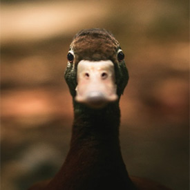 duck looking straight ahead at the camera
