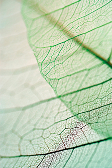 Acupuncture focuses on the integrity of bodily systems, not specific conditions.