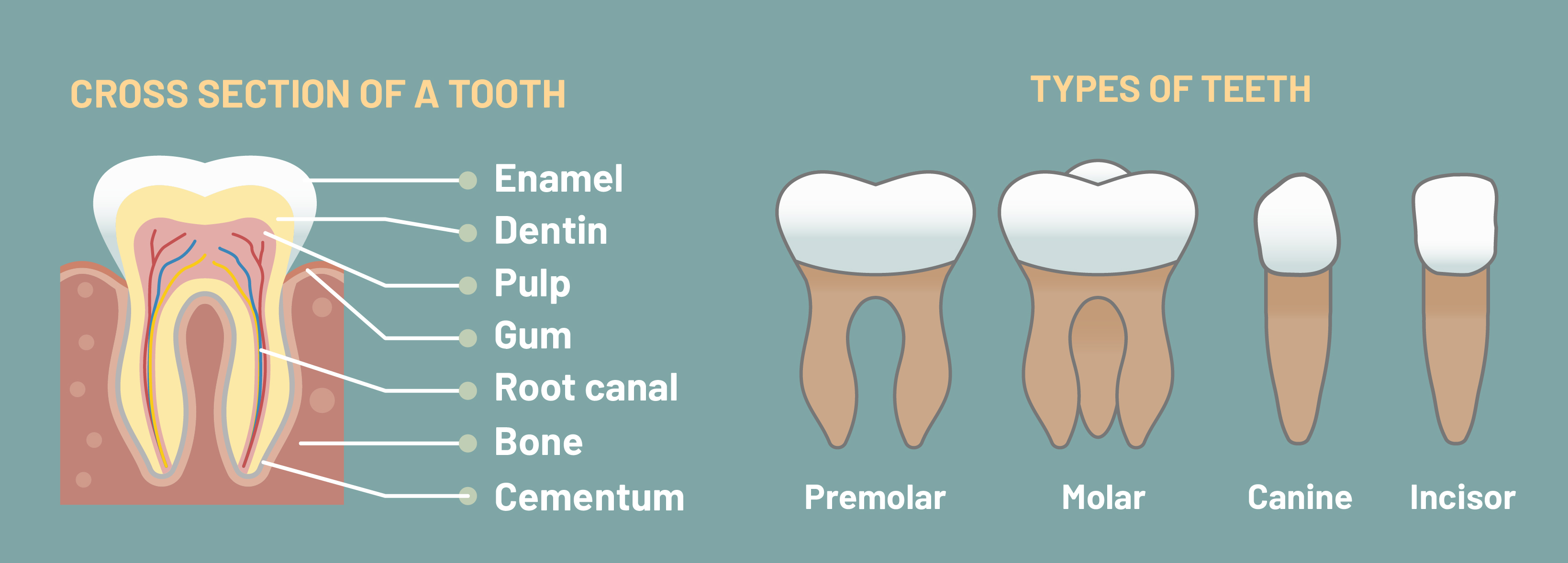 the-anatomy-of-a-tooth