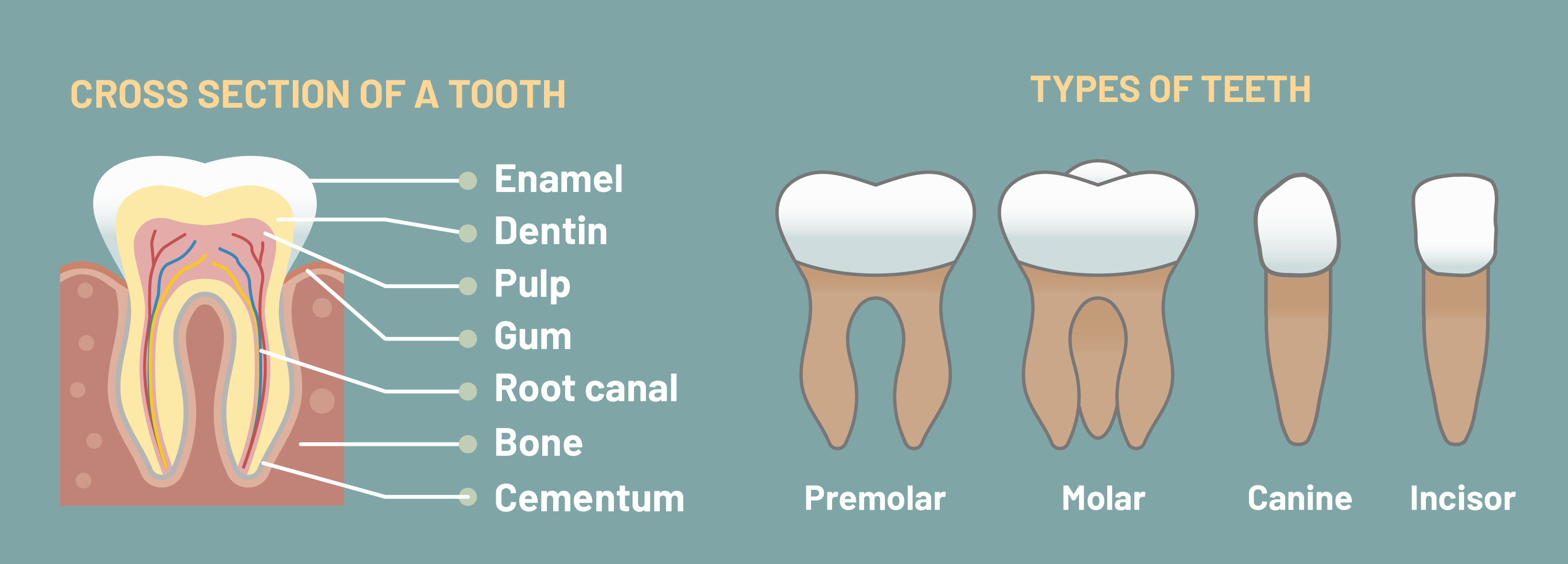 Four tooth. Строение зуба. Зубы анатомия. Types of Teeth.