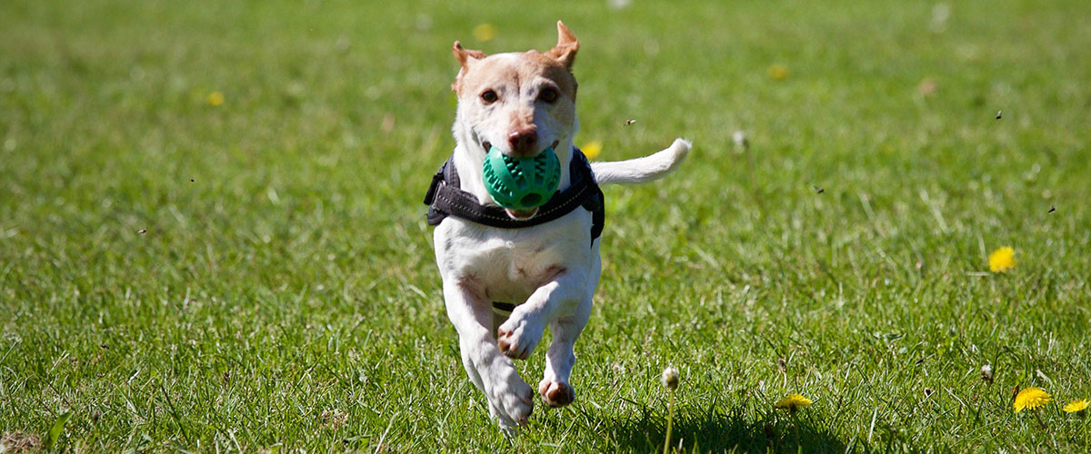 dog running in grass