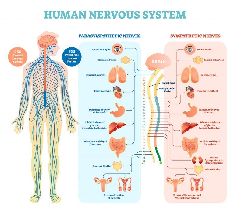 The-Human-Nervous-System-768x708