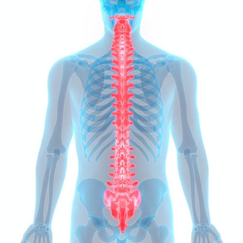 Spine illustration