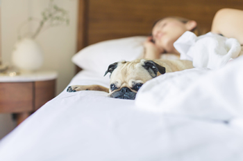 Woman sleeping with lazy dog in bed