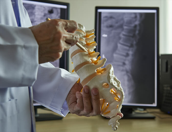 male hands with spine model