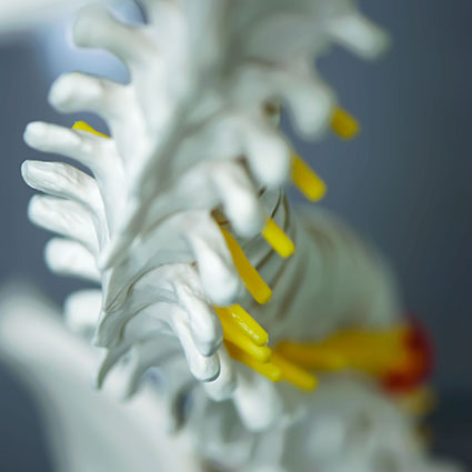 Spine model