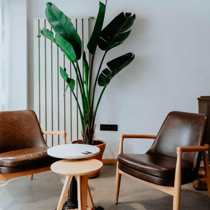 reen indoor plant beside brown wooden table