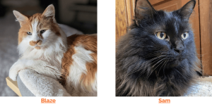cats