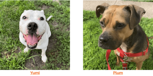 dogs